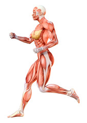 3D Rendering Male Anatomy Figure on White