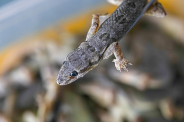 Study of parasites in  Hemidactylus sp.in microbiology lab.