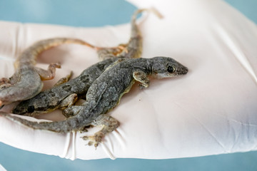 Study of parasites in  Hemidactylus sp.in microbiology lab.