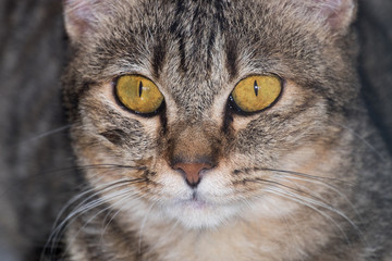 close up cat face