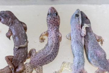 Study of parasites in  Hemidactylus sp.in microbiology lab.