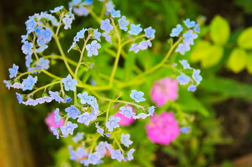 branch of lilac blue flower