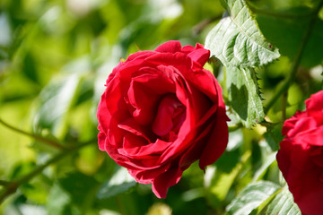 rote Rose