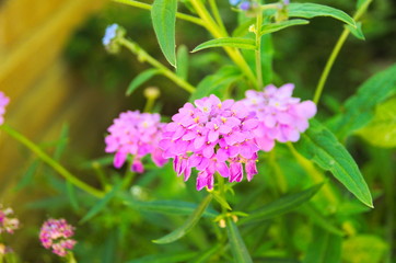 Fototapeta premium purple flower in the garden