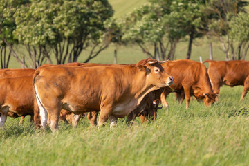 brown cows on fresh spring pastures, close up, breed Limousine, Europe