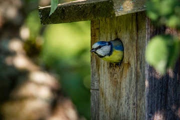 blue tit on branch, blue tit in nest, blue tit in birdhouse, bird in birdhouse