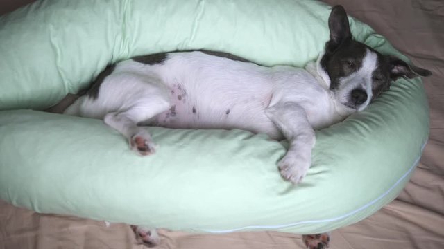 Beautiful Pregnant Dog Sleeping With Body Pillow