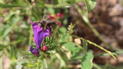 Une Abeille en train de butiner
