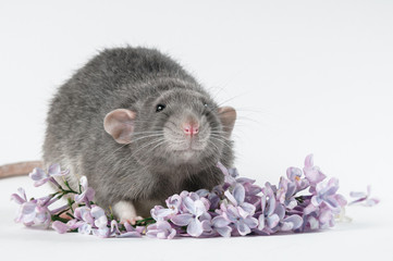Rat with fresh flowers on a white background