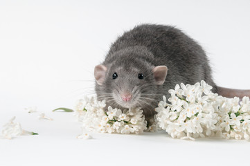 Rat with fresh flowers on a white background