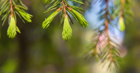 Green spruce tree branch