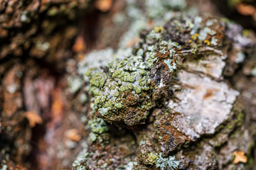 old wooden plank textured surface with splinters and cracks