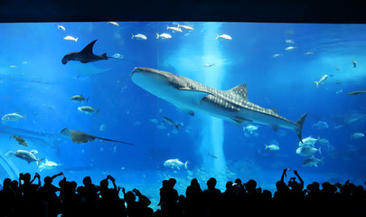 沖縄県 日本の観光名所 美ら海水族館のジンベイザメ Wall Mural Yu Arakawa