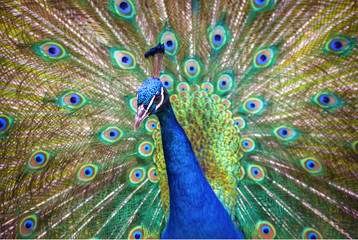 Fototapeta na wymiar Male peacock