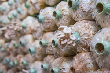 Phoenix Mushroom in the farm