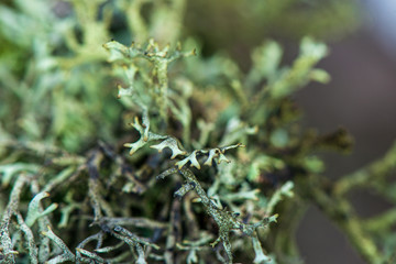 white moss growe in summer forest