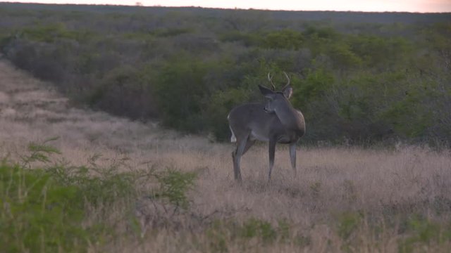 Whitetail bucks in Texas, USA
