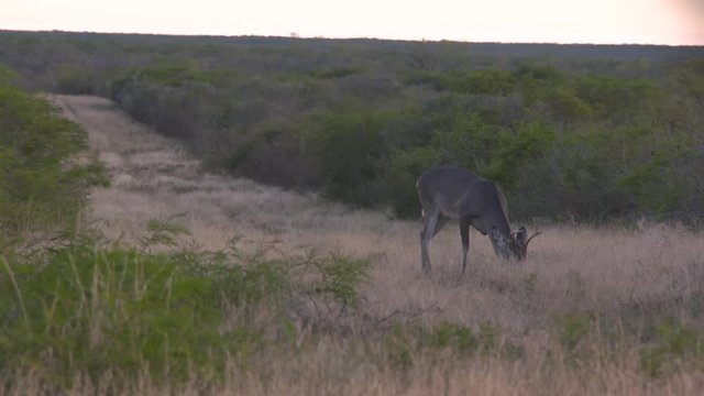 Whitetail bucks in Texas, USA