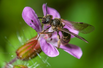 Small wild bee on violet Geraniaceae flower, closeup