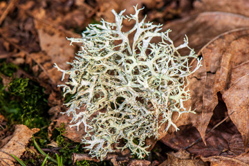 white moss growe in summer forest