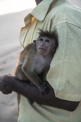 Beautiful little monkey in the hands of his master. Nature at sunset ocean in an Asian country. Pets in Sri Lanka