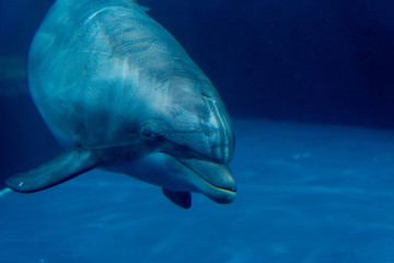 Dolphin in water