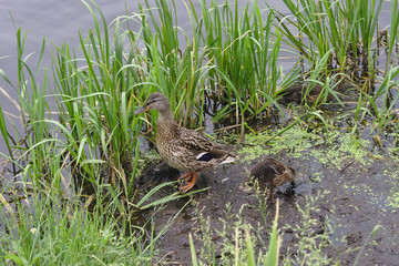 duck with a brood of ducklings in the lake