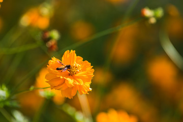 Sulfur Cosmos, Yellow Cosmos