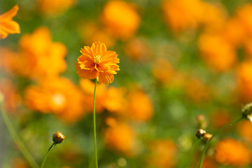 Sulfur Cosmos, Yellow Cosmos