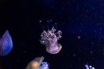 Naklejka na ściany i meble Jellyfish in water
