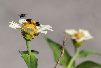 abejas negras en flor amarilla