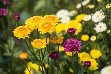  chrysanthemum flower