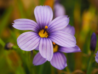 Obraz premium Sisyrinchium Californian skies flower in full bloom in a garden