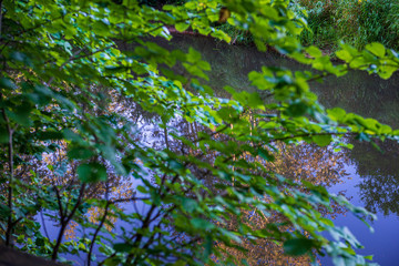 green foliage details with blur background