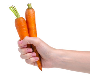 Carrot vegetable in hand on white background isolation