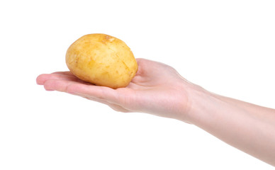 potatoes in hand on white background isolation