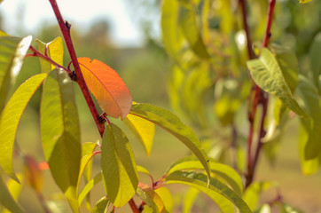 Peach tree with green and yellow leaves against the sun