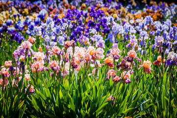 Basel, Iris, Schwertlilie, Lilie, farbenfroh, Blumenbeet, Gartenarbeit, Frühling, Schweiz © bill_17
