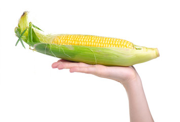 Corn fresh food in hand on white background isolation