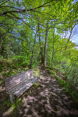 Peaceful bench in the forest.