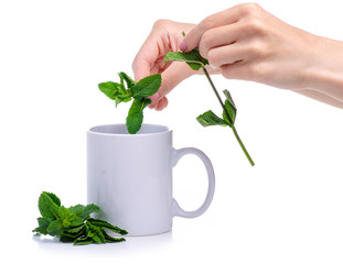 Cup with fresh green mint in hand on white background isolation