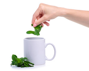 Cup with fresh green mint in hand on white background isolation