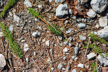 ground soil texture with tree roots and old vegetation leftovers