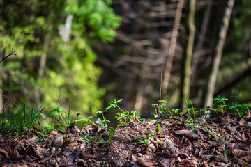 green foliage details with blur background