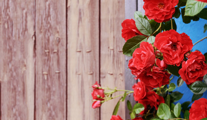 Fototapeta na wymiar Red garden roses, closeup, summer floral background. Place for text.