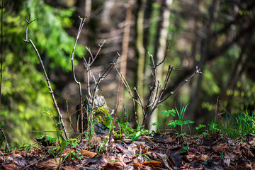 green foliage details with blur background