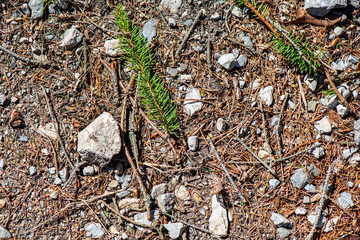 ground soil texture with tree roots and old vegetation leftovers