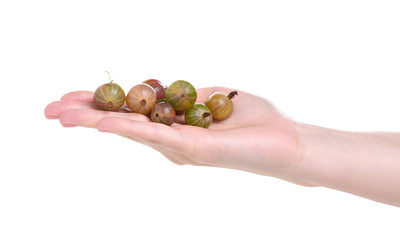 Gooseberry berry fruit in hand on white background isolation