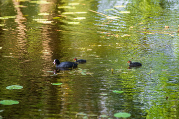 wild ducks and swans swimming in the lake water