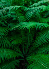 Fototapeta na wymiar green leaves of fern